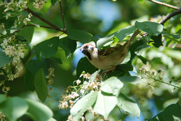 bird on a branch