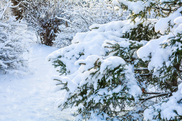 Snow covered spruce tree branch. Close-up photo of Fir-tree branch with snow
