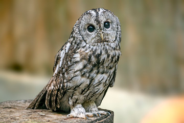 Bird of prey in wild nature