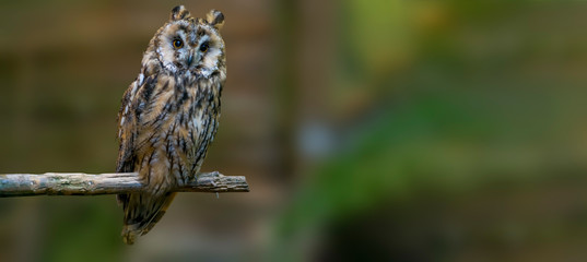 Bird of prey in wild nature