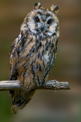 Bird of prey in wild nature