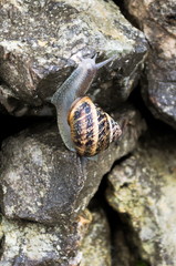 A snail climbing a stone wall