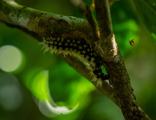 Caterpillar on branch