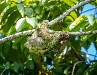 Sloth on a Branch