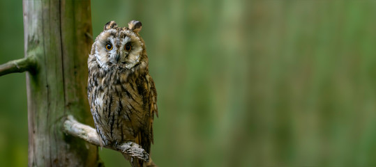 Bird of prey in wild nature
