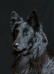 Black Belgian Sheepdog portrait on black background