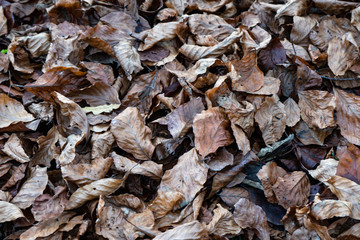 dried leaves