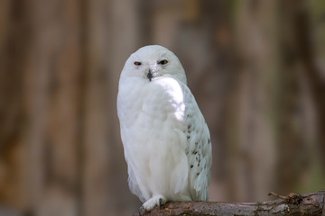 Bird of prey in wild nature