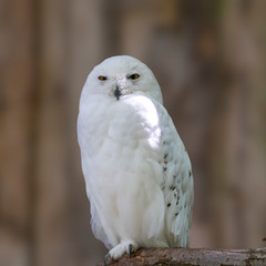 Obraz premium Bird of prey in wild nature