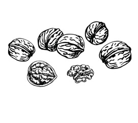 Walnuts with seeds in line art style.