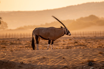 Oryx antelope sunset