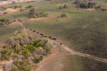 Fototapeta premium herd of elephants