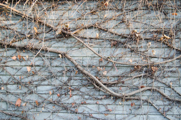 lianas growing on the wall