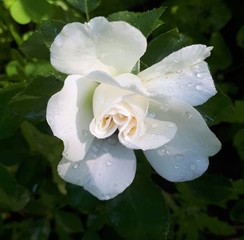 white rose