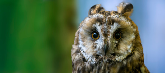 Bird of prey in wild nature
