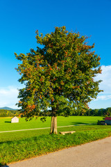 Herbstlicher Baum im Tageslicht