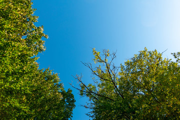 Laubbäume im Herbst