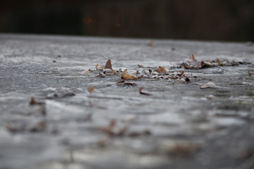 troupeau de feuilles