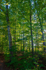Naklejka premium Bayrischer Wald im Herbst