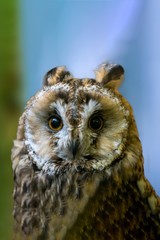 Bird of prey in wild nature