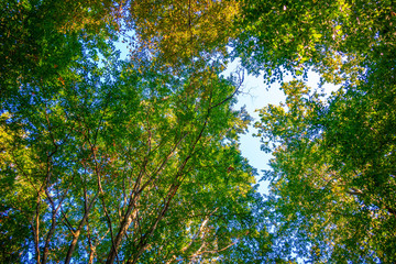 Bayrischer Wald im Herbst