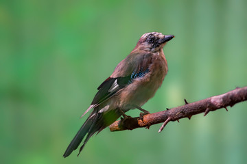 Bird of prey in wild nature