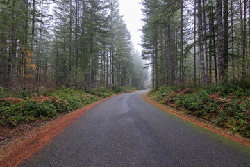 Obraz premium autumn forest in fog with golden autumn ferns