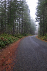 autumn forest in fog with golden autumn ferns