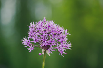 Allium hollandicum flowering springtime plant, group of purple persian ornamental onion flowers in bloom
