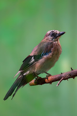 Bird of prey in wild nature