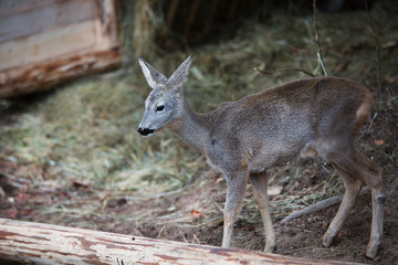 Beautiful young deer in the forest