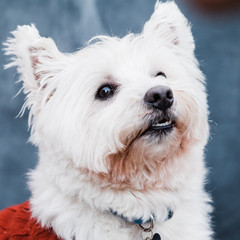 Close-up portrait of a west highland white terrier