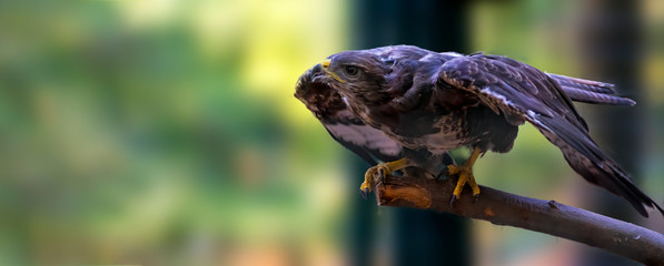 Bird of prey in wild nature