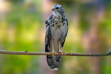 Bird of prey in wild nature