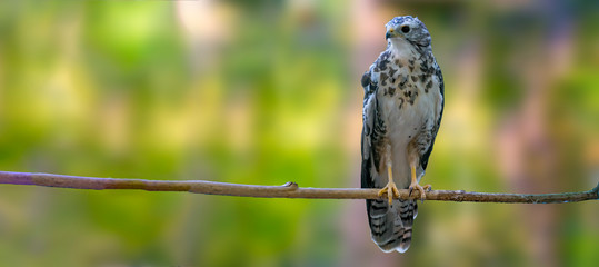 Bird of prey in wild nature