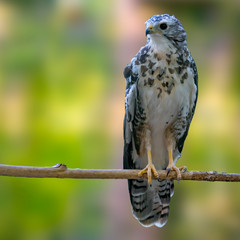 Bird of prey in wild nature