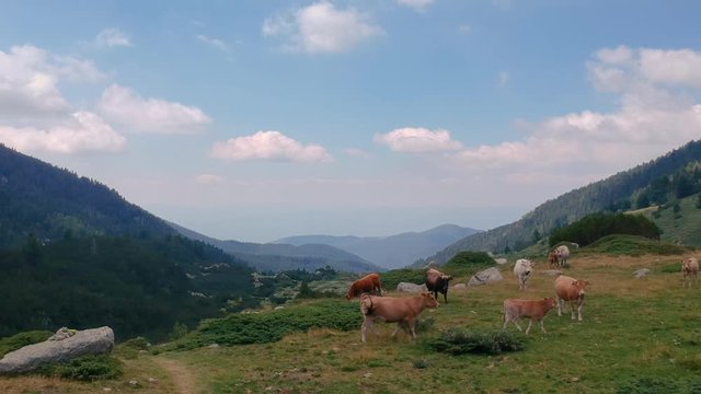 Cows in the mountain dolly shot including scenery around and looking towards the horizon and beyond. Part1