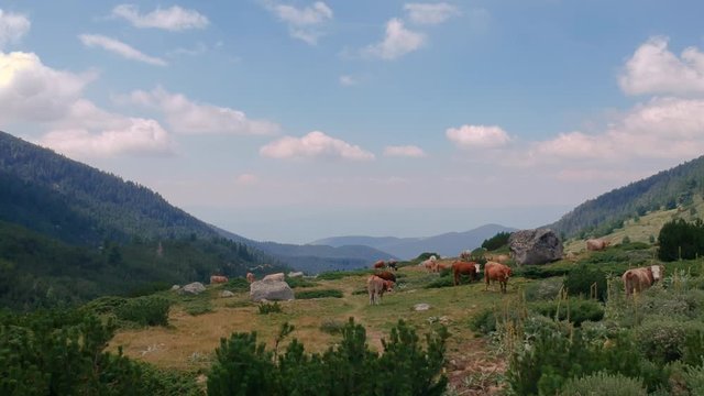 Cows in the mountain dolly shot including scenery around and looking towards the horizon and beyond. Part2