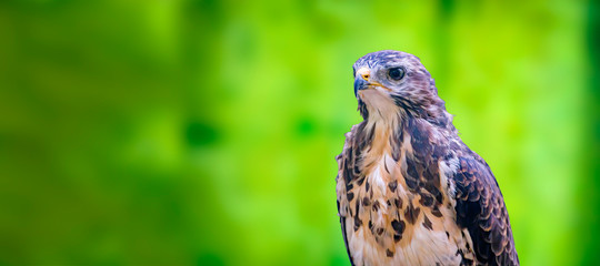 Bird of prey in wild nature