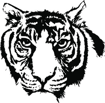 Hand drawn wild tiger. Vector. Head