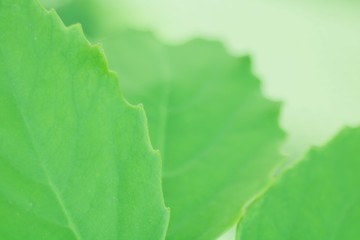 trío de hojas verdes grandes, macro, vintage, soft dreamy look, green, botánica, hojas, close-up, follaje, verde, naturaleza,