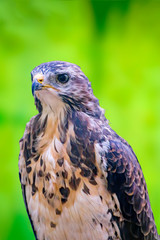 Bird of prey in wild nature