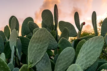 Foto op Aluminium Texas Cactusvijgcactus met groen fruit met zonsondergangachtergrond © Zigmunds Kluss