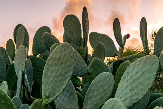 Texas Prickly pear cactus with green fruit with sunset background 
