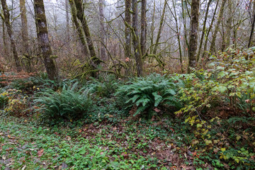 moss covered tree trunks with green ferns and dry leaves