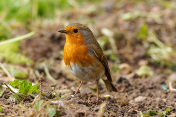 Robin (Erithacus rubecula) on a garden patch