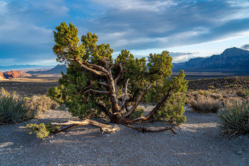 Fototapeta premium Windblown tree