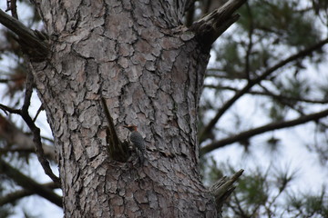 Obraz premium Bird