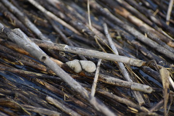 Fototapeta premium snails 