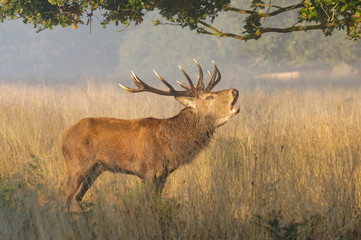 Red deer stag roaring in the misty morning